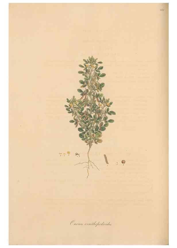 Reproducción/Reproduction 49557761901: Flora Graeca, sive, Plantarum rariorum historia, quas in provinciis aut insulis Graeciae /. Londini :Typis Richardi Taylor et socii, in Vico Shoe-Lane :MDCCCVI-MDCCCXL [1806-1840].. 
