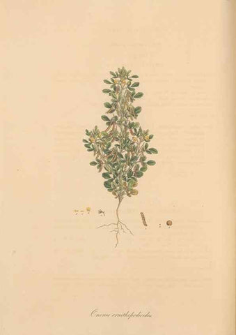 Reproducción/Reproduction 49557761901: Flora Graeca, sive, Plantarum rariorum historia, quas in provinciis aut insulis Graeciae /. Londini :Typis Richardi Taylor et socii, in Vico Shoe-Lane :MDCCCVI-MDCCCXL [1806-1840].. 