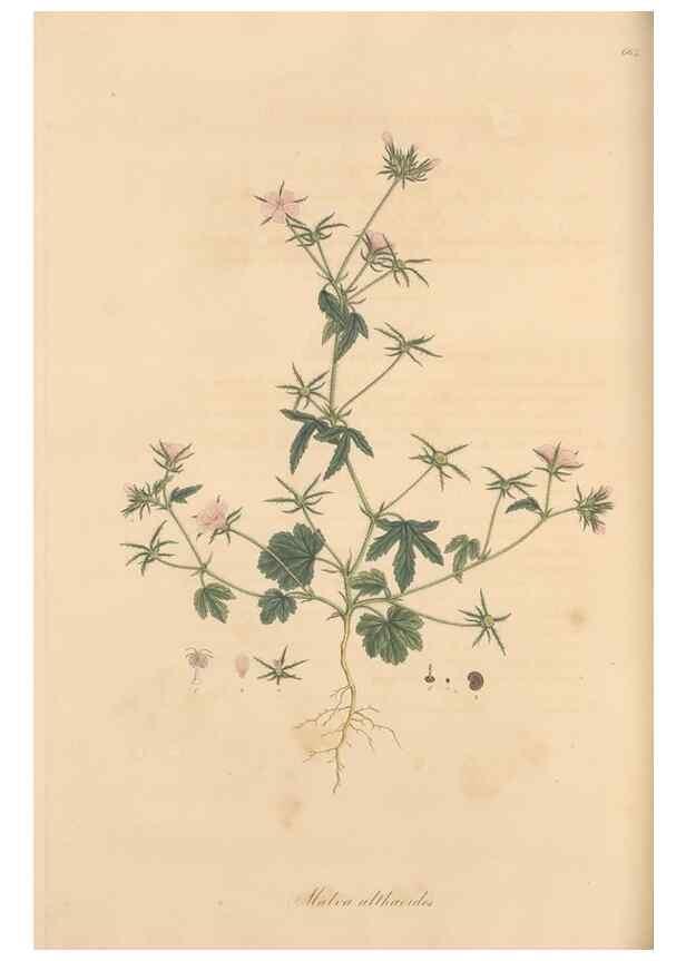 Reproducción/Reproduction 49557992122: Flora Graeca, sive, Plantarum rariorum historia, quas in provinciis aut insulis Graeciae /. Londini :Typis Richardi Taylor et socii, in Vico Shoe-Lane :MDCCCVI-MDCCCXL [1806-1840].. 