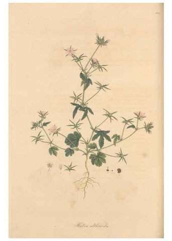 Reproducción/Reproduction 49557992122: Flora Graeca, sive, Plantarum rariorum historia, quas in provinciis aut insulis Graeciae /. Londini :Typis Richardi Taylor et socii, in Vico Shoe-Lane :MDCCCVI-MDCCCXL [1806-1840].. 