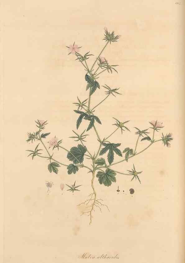 Reproducción/Reproduction 49557992122: Flora Graeca, sive, Plantarum rariorum historia, quas in provinciis aut insulis Graeciae /. Londini :Typis Richardi Taylor et socii, in Vico Shoe-Lane :MDCCCVI-MDCCCXL [1806-1840].. 