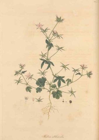Reproducción/Reproduction 49557992122: Flora Graeca, sive, Plantarum rariorum historia, quas in provinciis aut insulis Graeciae /. Londini :Typis Richardi Taylor et socii, in Vico Shoe-Lane :MDCCCVI-MDCCCXL [1806-1840].. 
