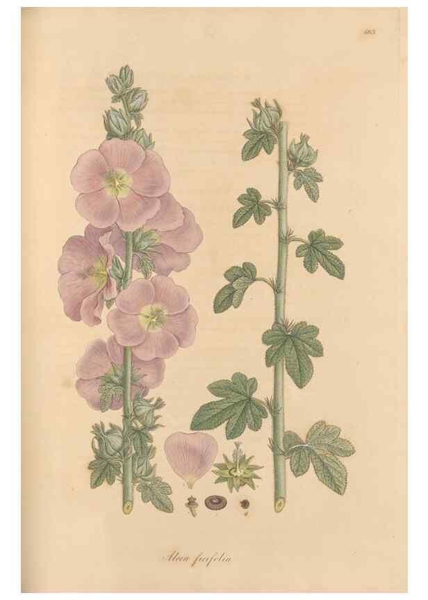 Reproducción/Reproduction 49557991827: Flora Graeca, sive, Plantarum rariorum historia, quas in provinciis aut insulis Graeciae /. Londini :Typis Richardi Taylor et socii, in Vico Shoe-Lane :MDCCCVI-MDCCCXL [1806-1840].. 