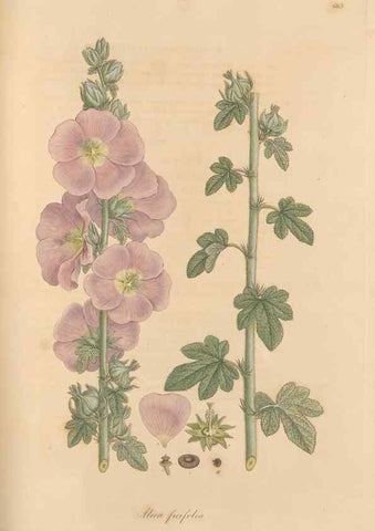 Reproducción/Reproduction 49557991827: Flora Graeca, sive, Plantarum rariorum historia, quas in provinciis aut insulis Graeciae /. Londini :Typis Richardi Taylor et socii, in Vico Shoe-Lane :MDCCCVI-MDCCCXL [1806-1840].. 