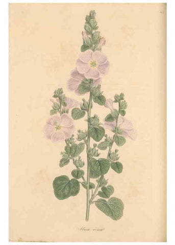 Reproducción/Reproduction 49557756841: Flora Graeca, sive, Plantarum rariorum historia, quas in provinciis aut insulis Graeciae /. Londini :Typis Richardi Taylor et socii, in Vico Shoe-Lane :MDCCCVI-MDCCCXL [1806-1840].. 