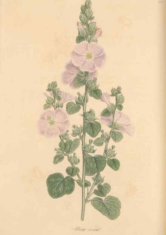 Reproducción/Reproduction 49557756841: Flora Graeca, sive, Plantarum rariorum historia, quas in provinciis aut insulis Graeciae /. Londini :Typis Richardi Taylor et socii, in Vico Shoe-Lane :MDCCCVI-MDCCCXL [1806-1840].. 