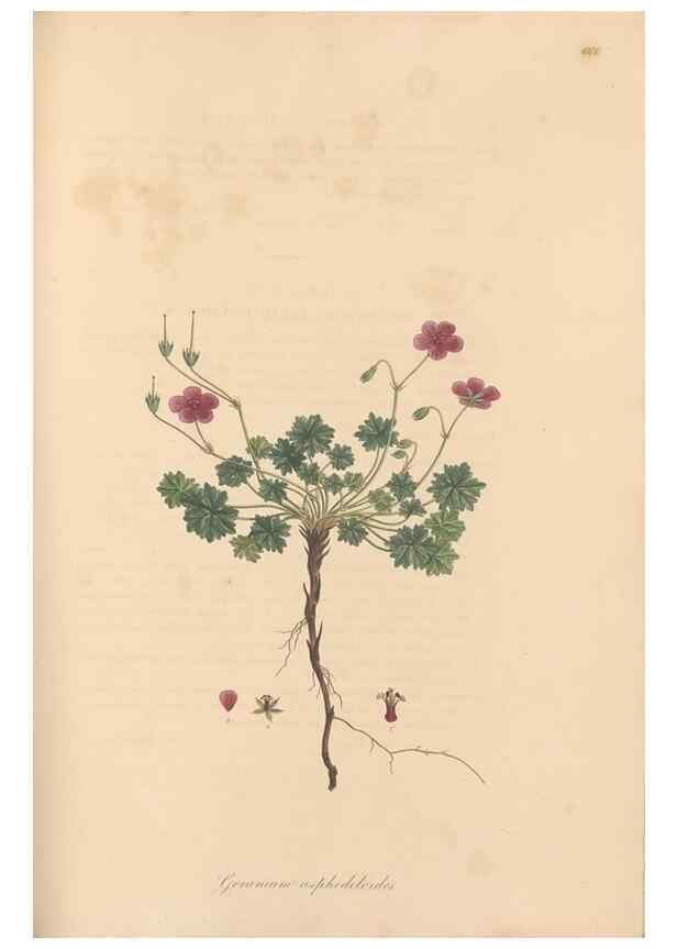 Reproducción/Reproduction 49557756491: Flora Graeca, sive, Plantarum rariorum historia, quas in provinciis aut insulis Graeciae /. Londini :Typis Richardi Taylor et socii, in Vico Shoe-Lane :MDCCCVI-MDCCCXL [1806-1840].. 