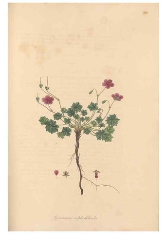 Reproducción/Reproduction 49557756491: Flora Graeca, sive, Plantarum rariorum historia, quas in provinciis aut insulis Graeciae /. Londini :Typis Richardi Taylor et socii, in Vico Shoe-Lane :MDCCCVI-MDCCCXL [1806-1840].. 