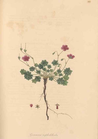 Reproducción/Reproduction 49557756491: Flora Graeca, sive, Plantarum rariorum historia, quas in provinciis aut insulis Graeciae /. Londini :Typis Richardi Taylor et socii, in Vico Shoe-Lane :MDCCCVI-MDCCCXL [1806-1840].. 