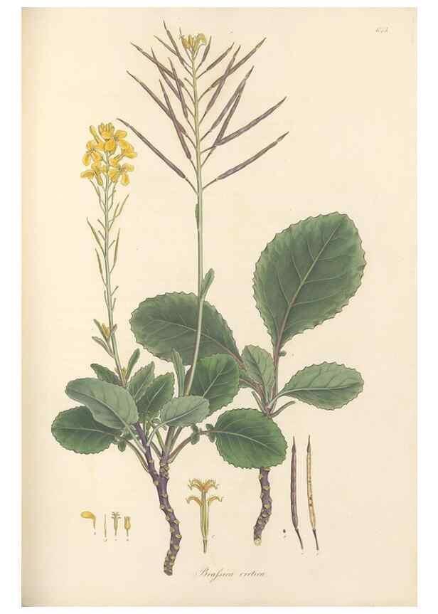 Reproducción/Reproduction 49557986142: Flora Graeca, sive, Plantarum rariorum historia, quas in provinciis aut insulis Graeciae /. Londini :Typis Richardi Taylor et socii, in Vico Shoe-Lane :MDCCCVI-MDCCCXL [1806-1840].. 