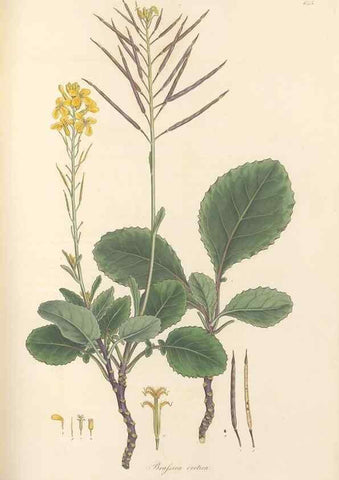 Reproducción/Reproduction 49557986142: Flora Graeca, sive, Plantarum rariorum historia, quas in provinciis aut insulis Graeciae /. Londini :Typis Richardi Taylor et socii, in Vico Shoe-Lane :MDCCCVI-MDCCCXL [1806-1840].. 