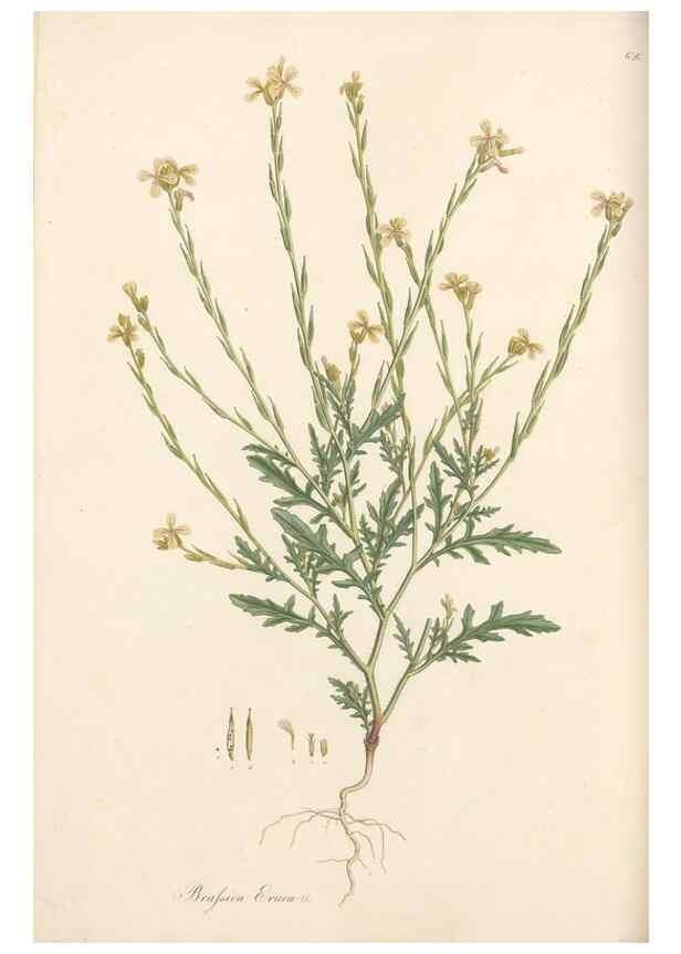 Reproducción/Reproduction 49557751481: Flora Graeca, sive, Plantarum rariorum historia, quas in provinciis aut insulis Graeciae /. Londini :Typis Richardi Taylor et socii, in Vico Shoe-Lane :MDCCCVI-MDCCCXL [1806-1840].. 