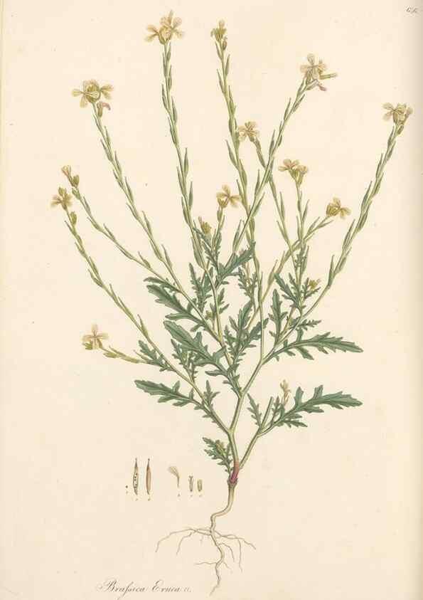 Reproducción/Reproduction 49557751481: Flora Graeca, sive, Plantarum rariorum historia, quas in provinciis aut insulis Graeciae /. Londini :Typis Richardi Taylor et socii, in Vico Shoe-Lane :MDCCCVI-MDCCCXL [1806-1840].. 