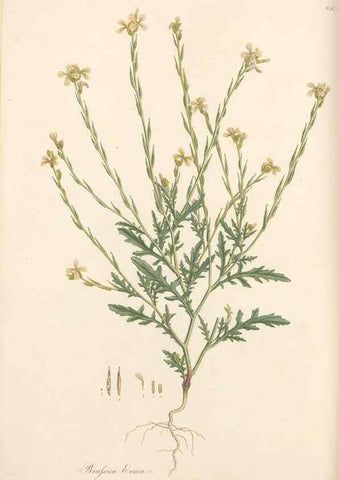 Reproducción/Reproduction 49557751481: Flora Graeca, sive, Plantarum rariorum historia, quas in provinciis aut insulis Graeciae /. Londini :Typis Richardi Taylor et socii, in Vico Shoe-Lane :MDCCCVI-MDCCCXL [1806-1840].. 