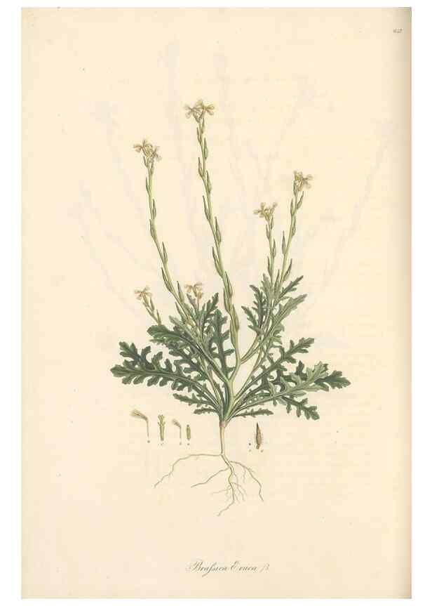Reproducción/Reproduction 49557255278: Flora Graeca, sive, Plantarum rariorum historia, quas in provinciis aut insulis Graeciae /. Londini :Typis Richardi Taylor et socii, in Vico Shoe-Lane :MDCCCVI-MDCCCXL [1806-1840].. 