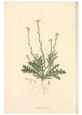 Reproducción/Reproduction 49557255278: Flora Graeca, sive, Plantarum rariorum historia, quas in provinciis aut insulis Graeciae /. Londini :Typis Richardi Taylor et socii, in Vico Shoe-Lane :MDCCCVI-MDCCCXL [1806-1840].. 