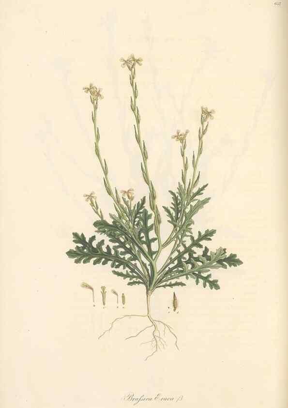 Reproducción/Reproduction 49557255278: Flora Graeca, sive, Plantarum rariorum historia, quas in provinciis aut insulis Graeciae /. Londini :Typis Richardi Taylor et socii, in Vico Shoe-Lane :MDCCCVI-MDCCCXL [1806-1840].. 