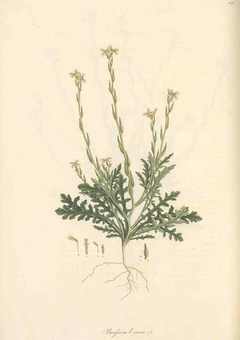 Reproducción/Reproduction 49557255278: Flora Graeca, sive, Plantarum rariorum historia, quas in provinciis aut insulis Graeciae /. Londini :Typis Richardi Taylor et socii, in Vico Shoe-Lane :MDCCCVI-MDCCCXL [1806-1840].. 