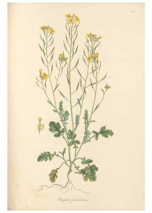 Reproducción/Reproduction 49557255573: Flora Graeca, sive, Plantarum rariorum historia, quas in provinciis aut insulis Graeciae /. Londini :Typis Richardi Taylor et socii, in Vico Shoe-Lane :MDCCCVI-MDCCCXL [1806-1840].. 
