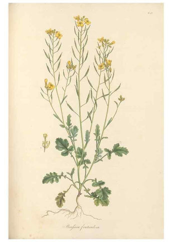 Reproducción/Reproduction 49557255573: Flora Graeca, sive, Plantarum rariorum historia, quas in provinciis aut insulis Graeciae /. Londini :Typis Richardi Taylor et socii, in Vico Shoe-Lane :MDCCCVI-MDCCCXL [1806-1840].. 