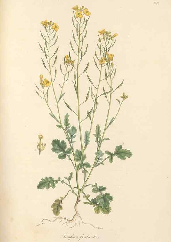 Reproducción/Reproduction 49557255573: Flora Graeca, sive, Plantarum rariorum historia, quas in provinciis aut insulis Graeciae /. Londini :Typis Richardi Taylor et socii, in Vico Shoe-Lane :MDCCCVI-MDCCCXL [1806-1840].. 