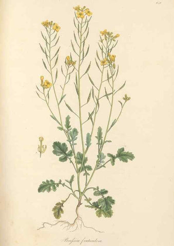 Reproducción/Reproduction 49557255573: Flora Graeca, sive, Plantarum rariorum historia, quas in provinciis aut insulis Graeciae /. Londini :Typis Richardi Taylor et socii, in Vico Shoe-Lane :MDCCCVI-MDCCCXL [1806-1840].. 