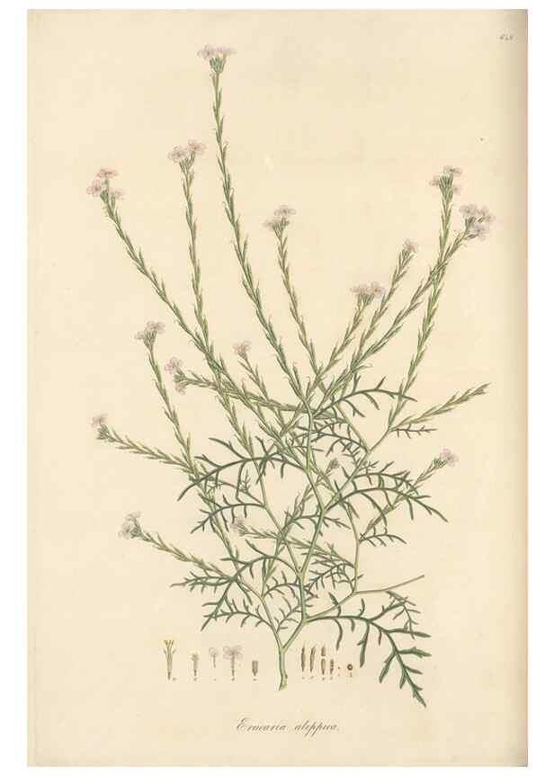 Reproducción/Reproduction 49557987307: Flora Graeca, sive, Plantarum rariorum historia, quas in provinciis aut insulis Graeciae /. Londini :Typis Richardi Taylor et socii, in Vico Shoe-Lane :MDCCCVI-MDCCCXL [1806-1840].. 