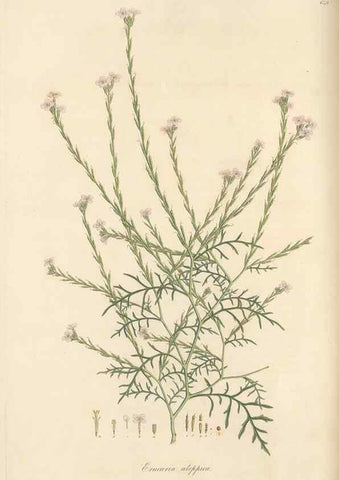 Reproducción/Reproduction 49557987307: Flora Graeca, sive, Plantarum rariorum historia, quas in provinciis aut insulis Graeciae /. Londini :Typis Richardi Taylor et socii, in Vico Shoe-Lane :MDCCCVI-MDCCCXL [1806-1840].. 