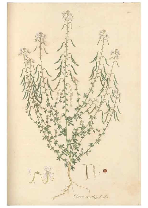 Reproducción/Reproduction 49557752871: Flora Graeca, sive, Plantarum rariorum historia, quas in provinciis aut insulis Graeciae /. Londini :Typis Richardi Taylor et socii, in Vico Shoe-Lane :MDCCCVI-MDCCCXL [1806-1840].. 