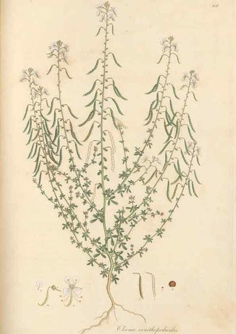 Reproducción/Reproduction 49557752871: Flora Graeca, sive, Plantarum rariorum historia, quas in provinciis aut insulis Graeciae /. Londini :Typis Richardi Taylor et socii, in Vico Shoe-Lane :MDCCCVI-MDCCCXL [1806-1840].. 