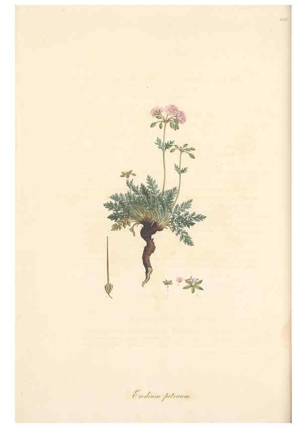 Reproducción/Reproduction 49557753226: Flora Graeca, sive, Plantarum rariorum historia, quas in provinciis aut insulis Graeciae /. Londini :Typis Richardi Taylor et socii, in Vico Shoe-Lane :MDCCCVI-MDCCCXL [1806-1840].. 