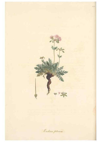 Reproducción/Reproduction 49557753226: Flora Graeca, sive, Plantarum rariorum historia, quas in provinciis aut insulis Graeciae /. Londini :Typis Richardi Taylor et socii, in Vico Shoe-Lane :MDCCCVI-MDCCCXL [1806-1840].. 