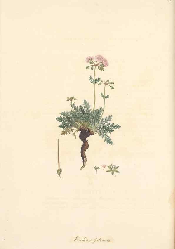 Reproducción/Reproduction 49557753226: Flora Graeca, sive, Plantarum rariorum historia, quas in provinciis aut insulis Graeciae /. Londini :Typis Richardi Taylor et socii, in Vico Shoe-Lane :MDCCCVI-MDCCCXL [1806-1840].. 