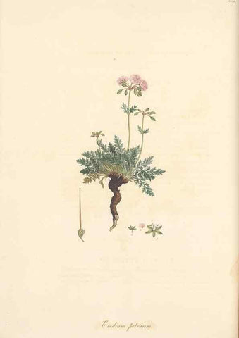 Reproducción/Reproduction 49557753226: Flora Graeca, sive, Plantarum rariorum historia, quas in provinciis aut insulis Graeciae /. Londini :Typis Richardi Taylor et socii, in Vico Shoe-Lane :MDCCCVI-MDCCCXL [1806-1840].. 