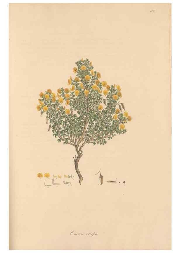 Reproducción/Reproduction 49557265963: Flora Graeca, sive, Plantarum rariorum historia, quas in provinciis aut insulis Graeciae /. Londini :Typis Richardi Taylor et socii, in Vico Shoe-Lane :MDCCCVI-MDCCCXL [1806-1840].. 
