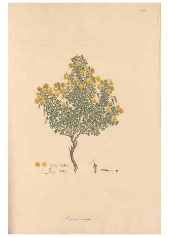 Reproducción/Reproduction 49557265963: Flora Graeca, sive, Plantarum rariorum historia, quas in provinciis aut insulis Graeciae /. Londini :Typis Richardi Taylor et socii, in Vico Shoe-Lane :MDCCCVI-MDCCCXL [1806-1840].. 