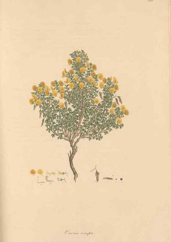 Reproducción/Reproduction 49557265963: Flora Graeca, sive, Plantarum rariorum historia, quas in provinciis aut insulis Graeciae /. Londini :Typis Richardi Taylor et socii, in Vico Shoe-Lane :MDCCCVI-MDCCCXL [1806-1840].. 