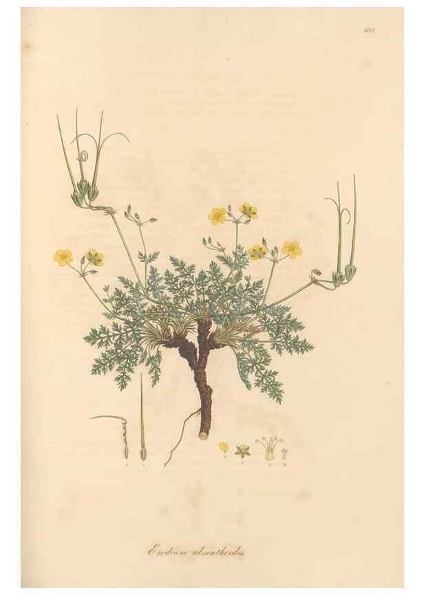 Reproducción/Reproduction 49557988222: Flora Graeca, sive, Plantarum rariorum historia, quas in provinciis aut insulis Graeciae /. Londini :Typis Richardi Taylor et socii, in Vico Shoe-Lane :MDCCCVI-MDCCCXL [1806-1840].. 