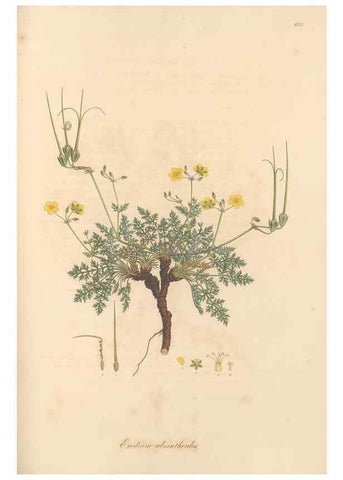 Reproducción/Reproduction 49557988222: Flora Graeca, sive, Plantarum rariorum historia, quas in provinciis aut insulis Graeciae /. Londini :Typis Richardi Taylor et socii, in Vico Shoe-Lane :MDCCCVI-MDCCCXL [1806-1840].. 