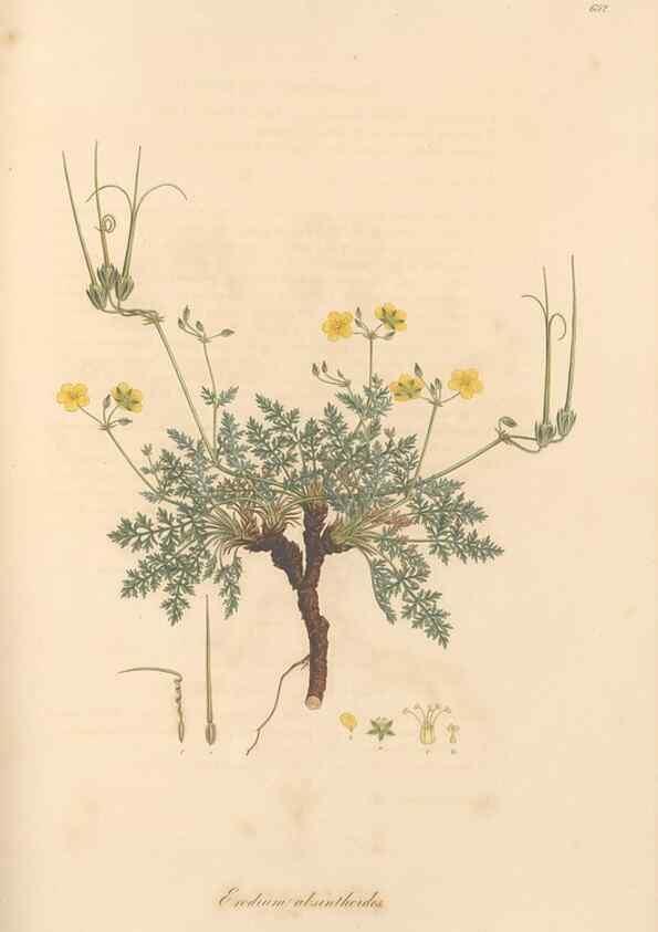 Reproducción/Reproduction 49557988222: Flora Graeca, sive, Plantarum rariorum historia, quas in provinciis aut insulis Graeciae /. Londini :Typis Richardi Taylor et socii, in Vico Shoe-Lane :MDCCCVI-MDCCCXL [1806-1840].. 