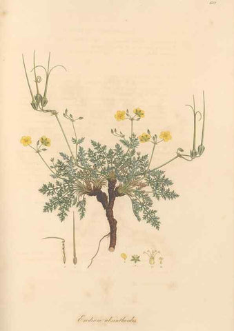 Reproducción/Reproduction 49557988222: Flora Graeca, sive, Plantarum rariorum historia, quas in provinciis aut insulis Graeciae /. Londini :Typis Richardi Taylor et socii, in Vico Shoe-Lane :MDCCCVI-MDCCCXL [1806-1840].. 