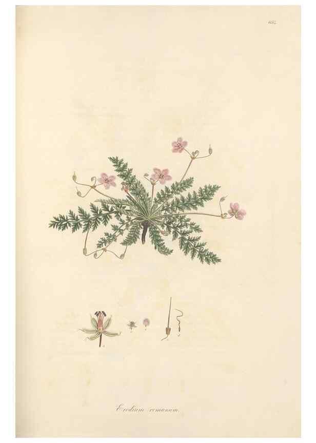Reproducción/Reproduction 49557754051: Flora Graeca, sive, Plantarum rariorum historia, quas in provinciis aut insulis Graeciae /. Londini :Typis Richardi Taylor et socii, in Vico Shoe-Lane :MDCCCVI-MDCCCXL [1806-1840].. 