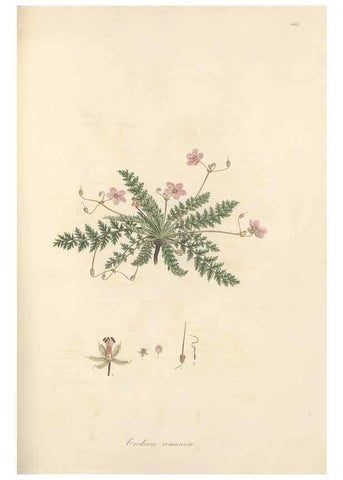 Reproducción/Reproduction 49557754051: Flora Graeca, sive, Plantarum rariorum historia, quas in provinciis aut insulis Graeciae /. Londini :Typis Richardi Taylor et socii, in Vico Shoe-Lane :MDCCCVI-MDCCCXL [1806-1840].. 
