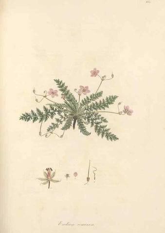 Reproducción/Reproduction 49557754051: Flora Graeca, sive, Plantarum rariorum historia, quas in provinciis aut insulis Graeciae /. Londini :Typis Richardi Taylor et socii, in Vico Shoe-Lane :MDCCCVI-MDCCCXL [1806-1840].. 