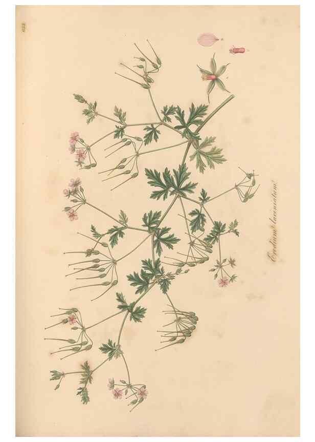 Reproducción/Reproduction 49557257818: Flora Graeca, sive, Plantarum rariorum historia, quas in provinciis aut insulis Graeciae /. Londini :Typis Richardi Taylor et socii, in Vico Shoe-Lane :MDCCCVI-MDCCCXL [1806-1840].. 