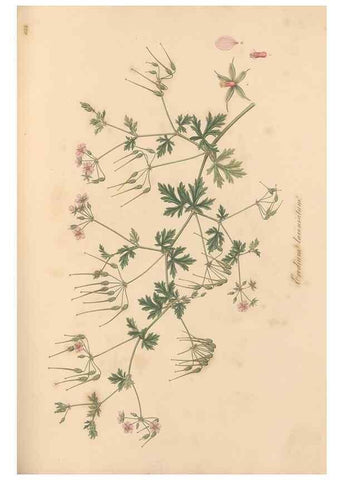 Reproducción/Reproduction 49557257818: Flora Graeca, sive, Plantarum rariorum historia, quas in provinciis aut insulis Graeciae /. Londini :Typis Richardi Taylor et socii, in Vico Shoe-Lane :MDCCCVI-MDCCCXL [1806-1840].. 