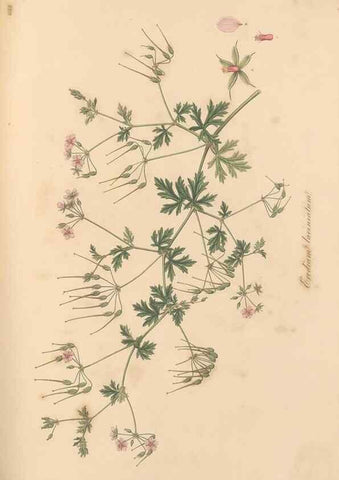 Reproducción/Reproduction 49557257818: Flora Graeca, sive, Plantarum rariorum historia, quas in provinciis aut insulis Graeciae /. Londini :Typis Richardi Taylor et socii, in Vico Shoe-Lane :MDCCCVI-MDCCCXL [1806-1840].. 