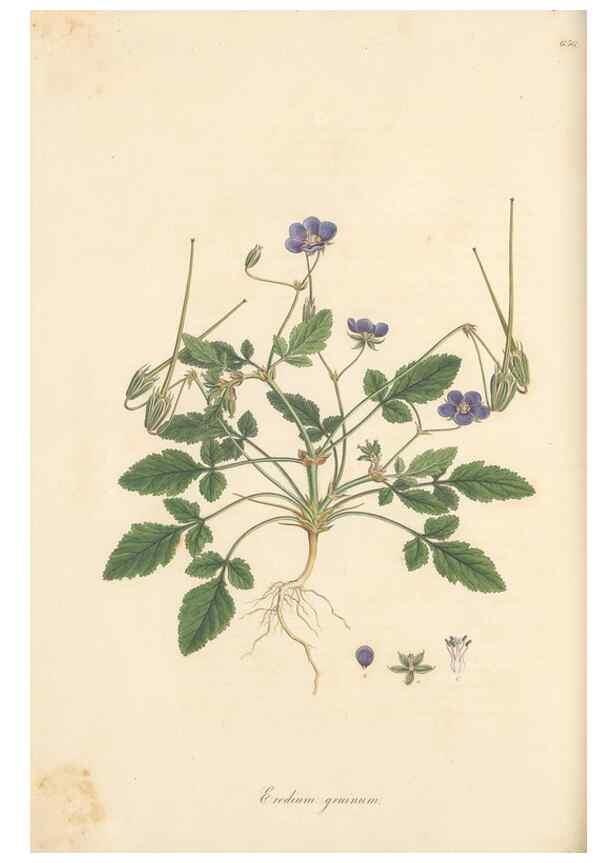 Reproducción/Reproduction 49557989592: Flora Graeca, sive, Plantarum rariorum historia, quas in provinciis aut insulis Graeciae /. Londini :Typis Richardi Taylor et socii, in Vico Shoe-Lane :MDCCCVI-MDCCCXL [1806-1840].. 
