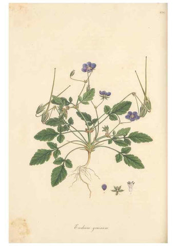 Reproducción/Reproduction 49557989592: Flora Graeca, sive, Plantarum rariorum historia, quas in provinciis aut insulis Graeciae /. Londini :Typis Richardi Taylor et socii, in Vico Shoe-Lane :MDCCCVI-MDCCCXL [1806-1840].. 