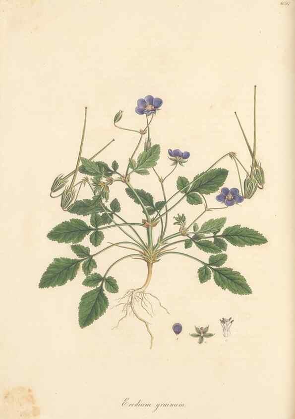 Reproducción/Reproduction 49557989592: Flora Graeca, sive, Plantarum rariorum historia, quas in provinciis aut insulis Graeciae /. Londini :Typis Richardi Taylor et socii, in Vico Shoe-Lane :MDCCCVI-MDCCCXL [1806-1840].. 